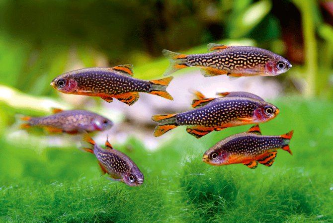 Celestial Pearl Danio 
