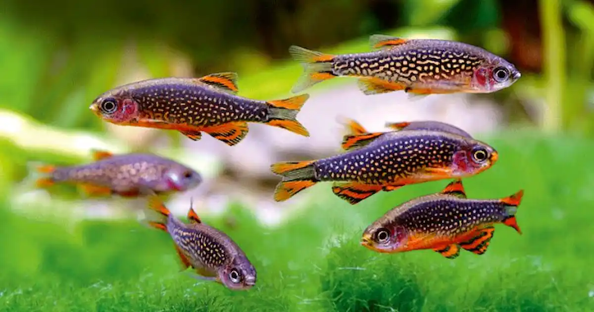 Celestial Pearl Danio