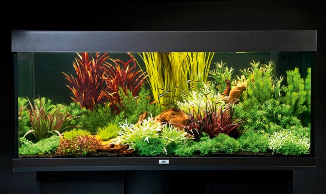 How to set up an aquarium with plastic plants - Practical Fishkeeping
