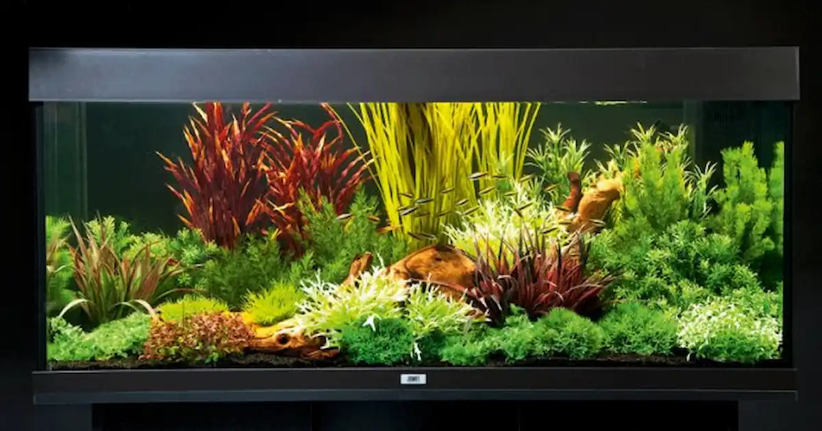 How to set up an aquarium with plastic plants - Practical Fishkeeping