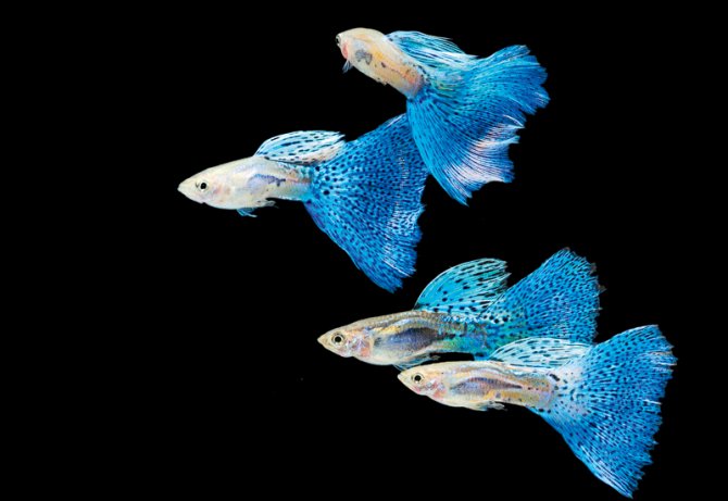The 75 most colourful fish Practical Fishkeeping