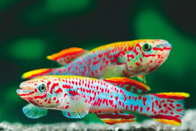 blue gularis killifish care