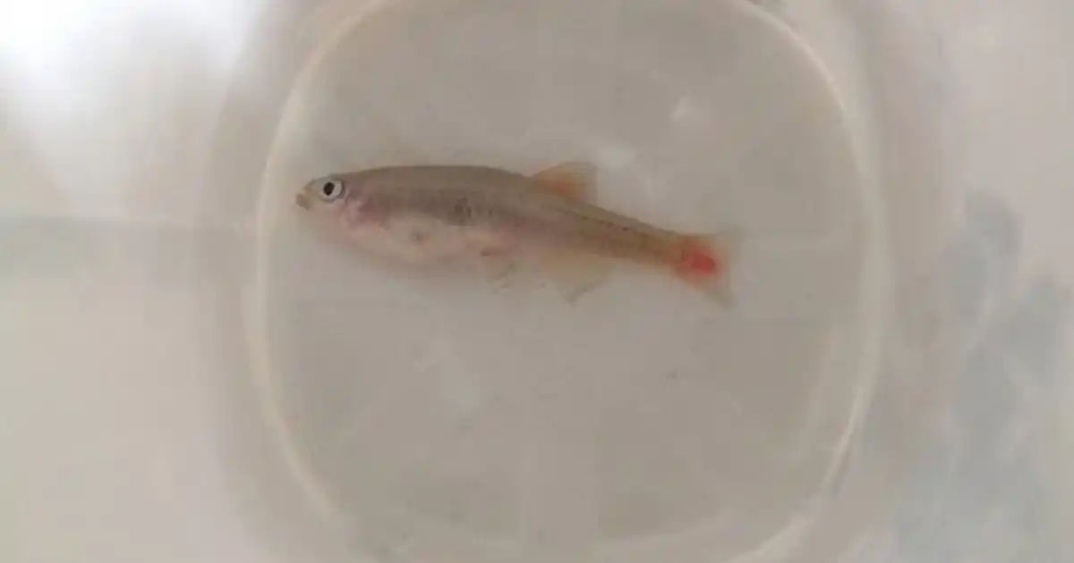 Water quality problems: ammonia, nitrite, nitrate, pH, and temperature