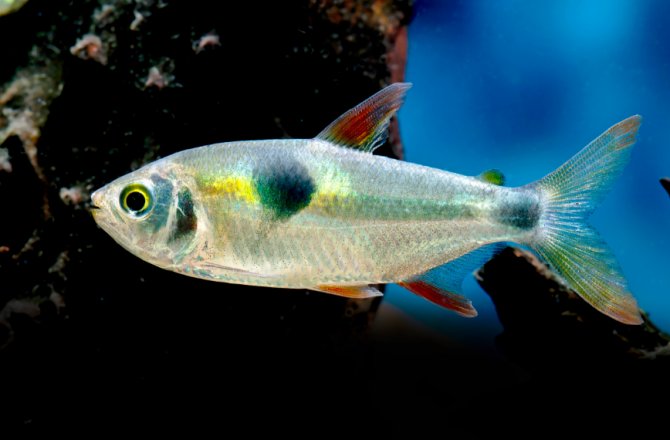 Bucktooth Tetra 