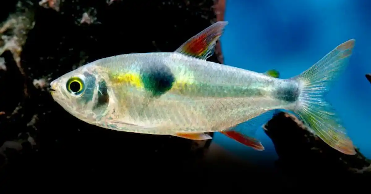 Bucktooth Tetra