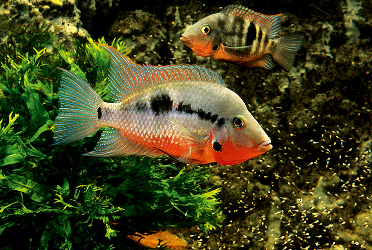 Firemouth Cichlid 