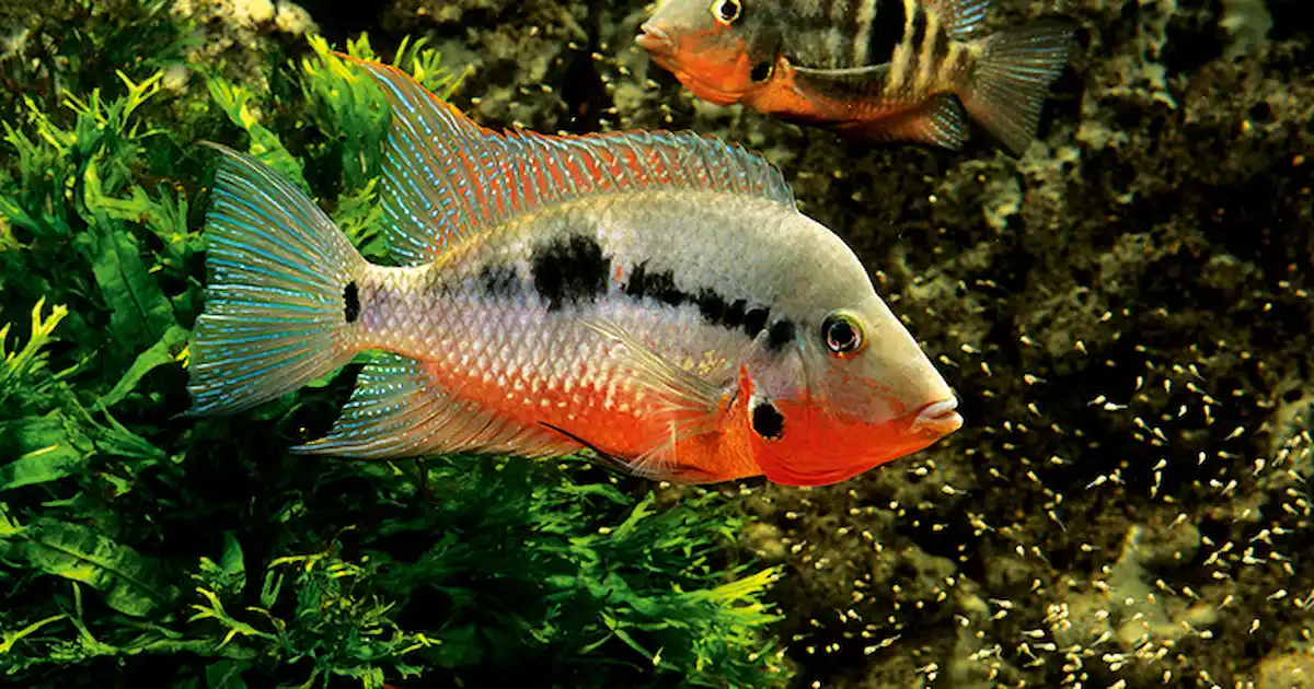 Firemouth Cichlid