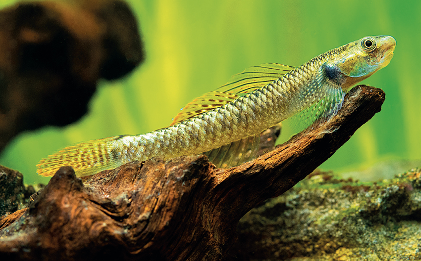 Can I breed these gobies Practical Fishkeeping