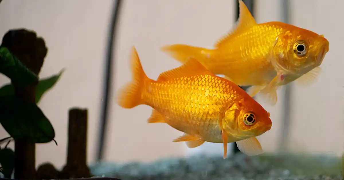 Common reasons goldfish die in aquariums