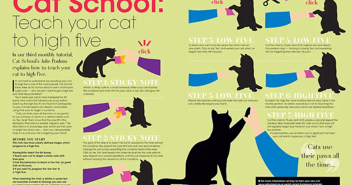 How Do I Teach My Cat Tricks: Simple Steps for Quick Success