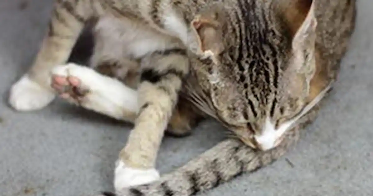 Why Can'T My Cat Groom: Surprising Reasons & Quick Solutions