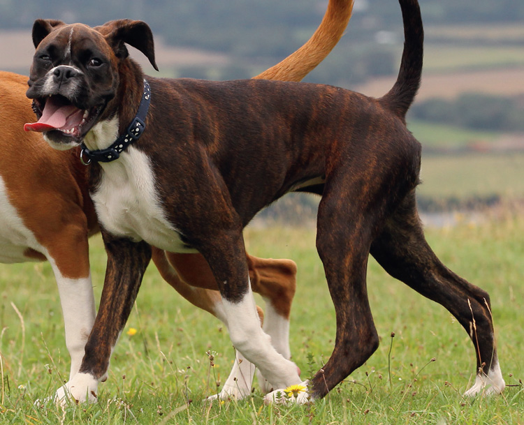 Boxer dog size hotsell