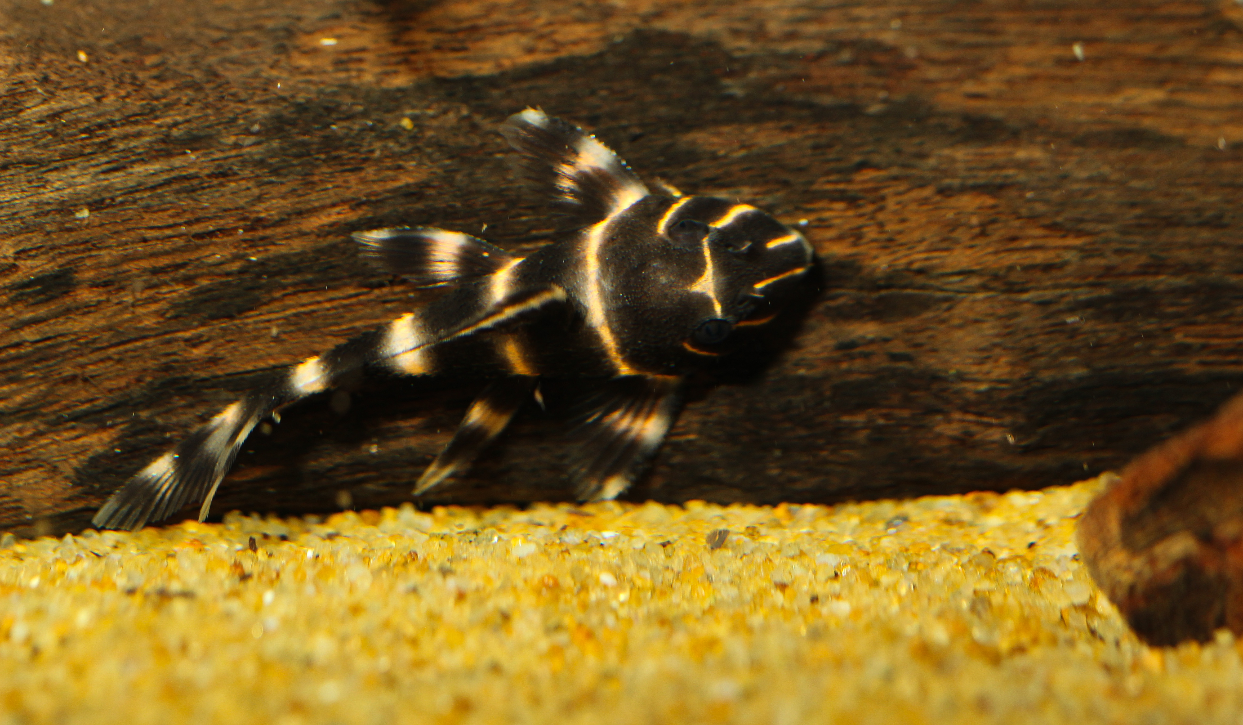 Вспышка pleco