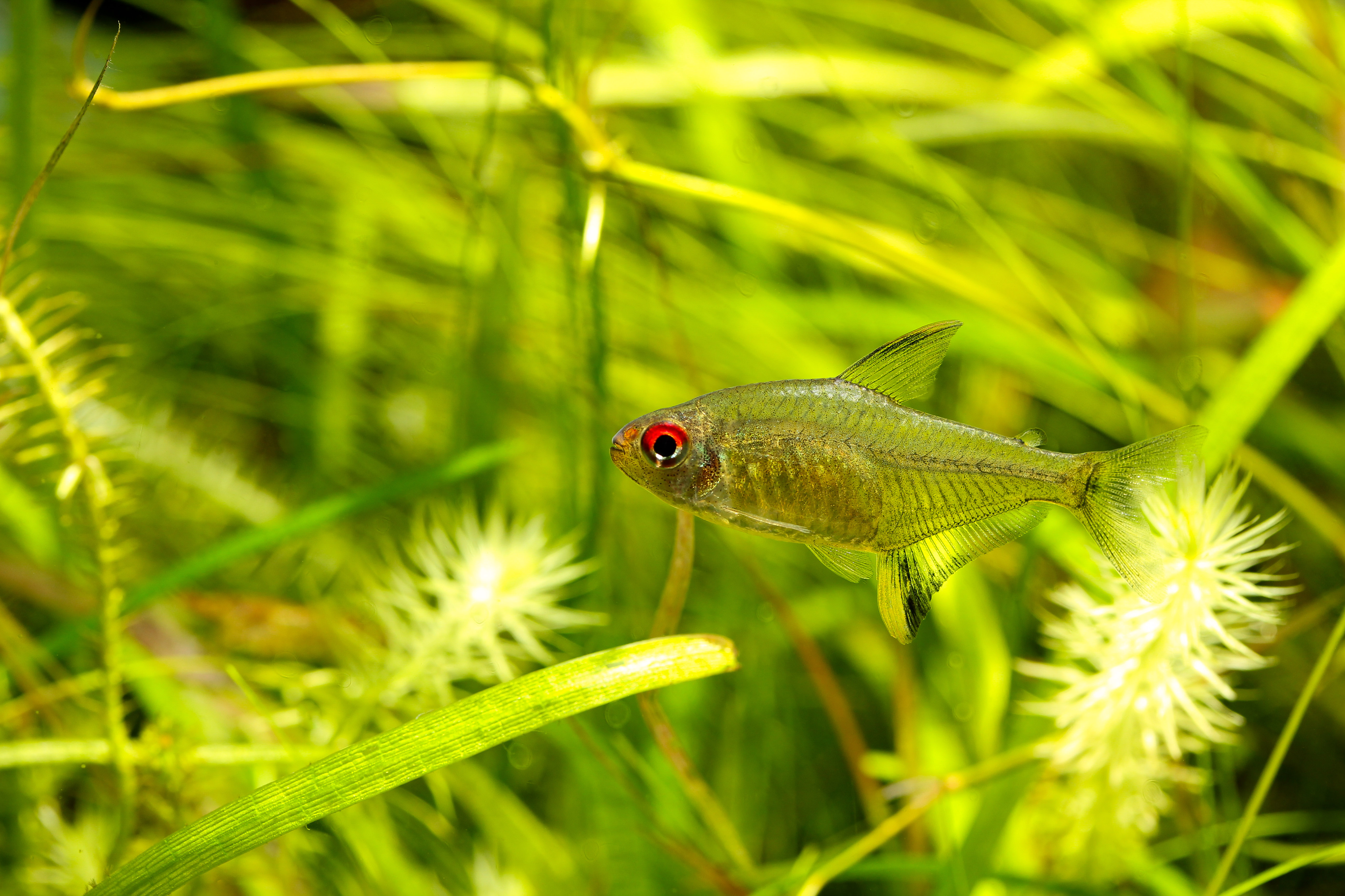 Best Fish Tank for Tetras: Top Picks for a Thriving Aquarium