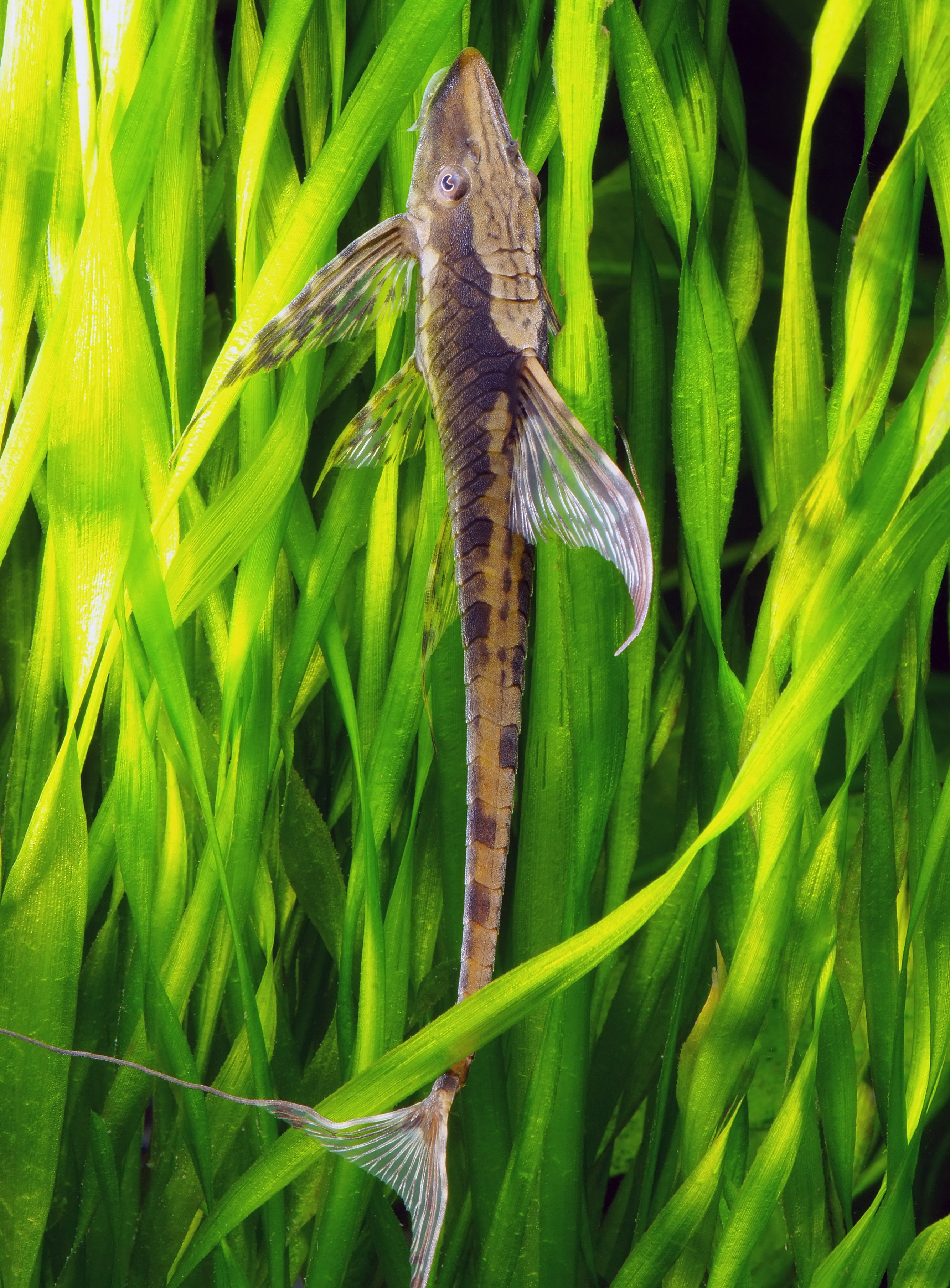 Веточный сом