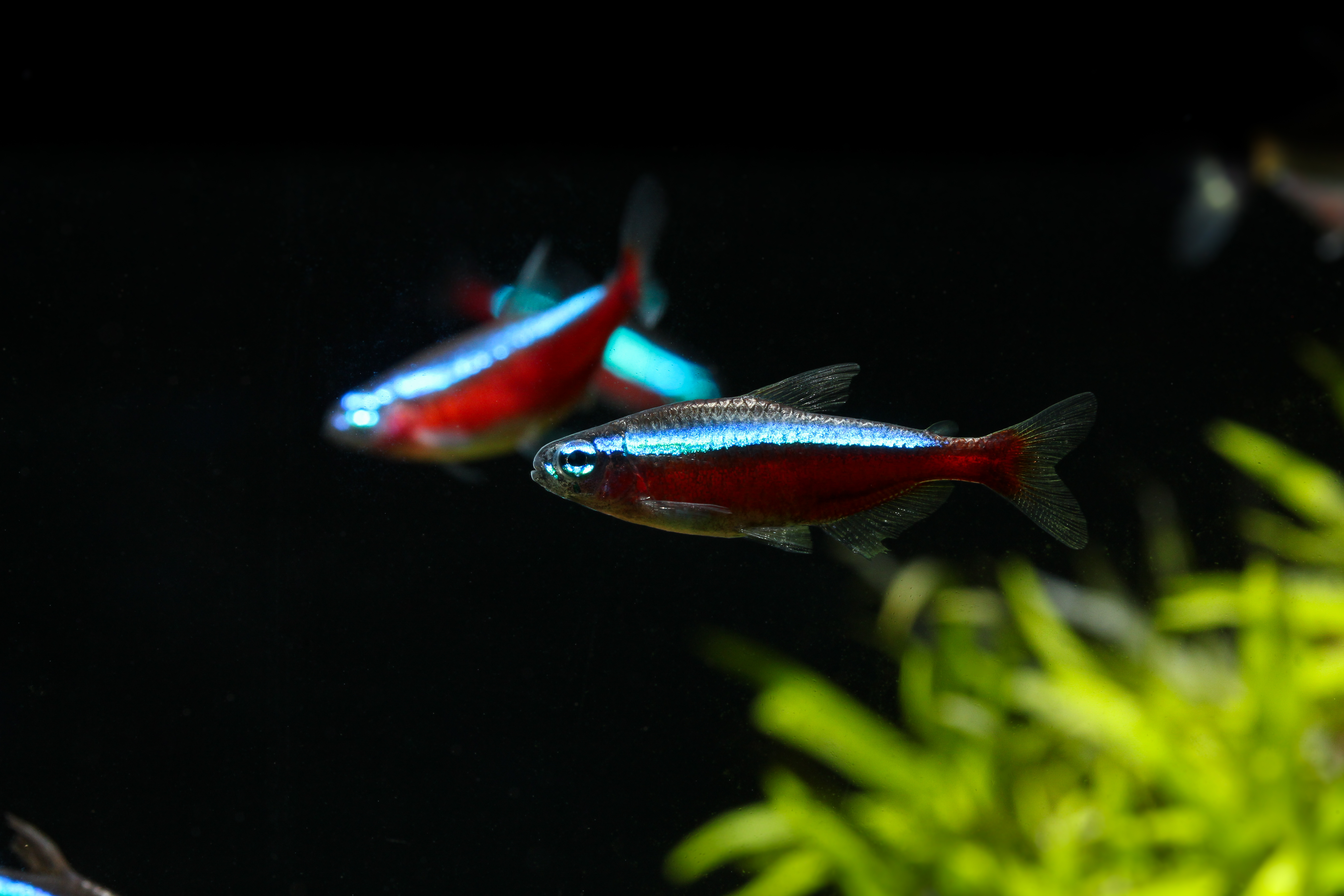 Best Tank Mates for Tetras: Top Peaceful Fish Choices