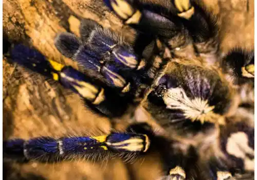 Humidity keeping spiders healthy Humidity keeping spiders healthy