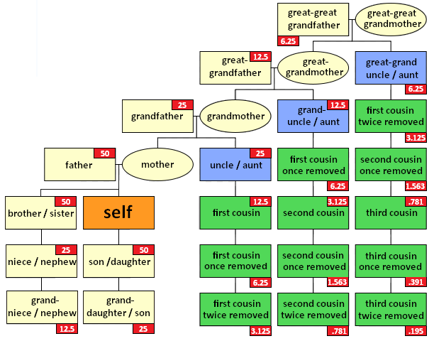 Cousin_tree_(with_genetic_kinship)-06661.png