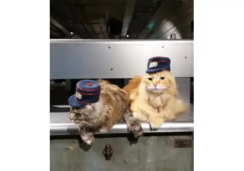 cats-01301.jpg cats-01301.jpg