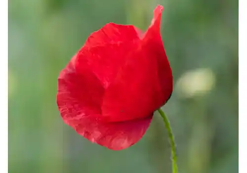 james-petts-38485.jpg james-petts-38485.jpg