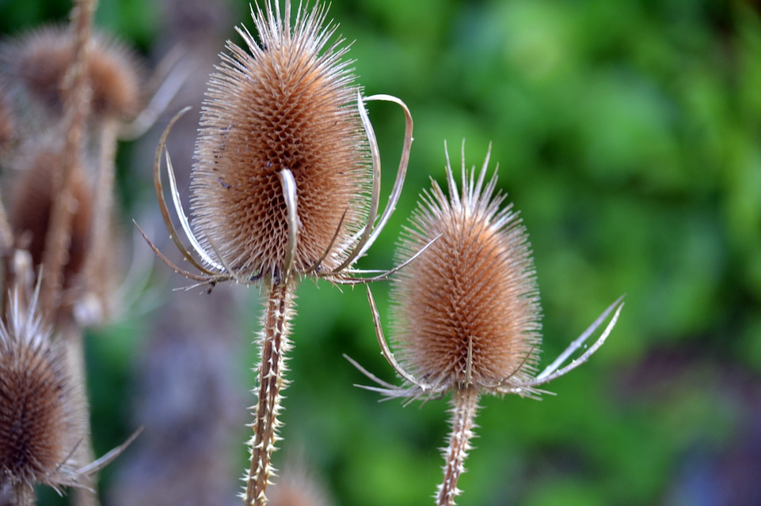 teasels-235884_1280-33923.jpg