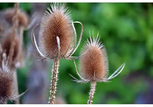 teasels-235884_1280-33923.jpg teasels-235884_1280-33923.jpg