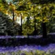 Bluebell Woods Bluebell Woods