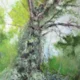 Old Tree Old Tree