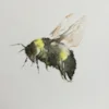 bee bee
