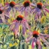 echinacea echinacea