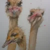 ostrich ostrich