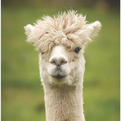Ali Hargreaves alpaca