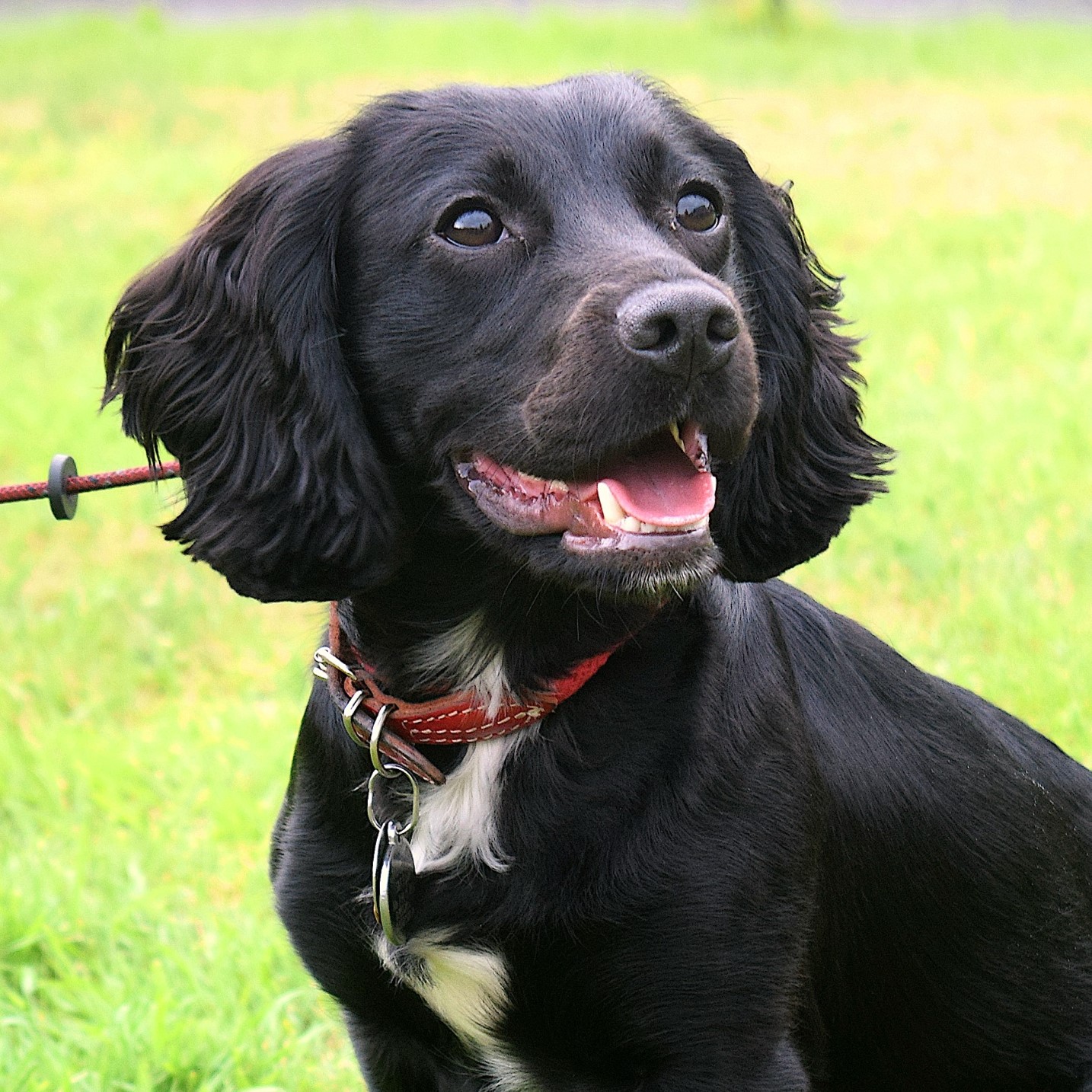 Black cocker spaniel