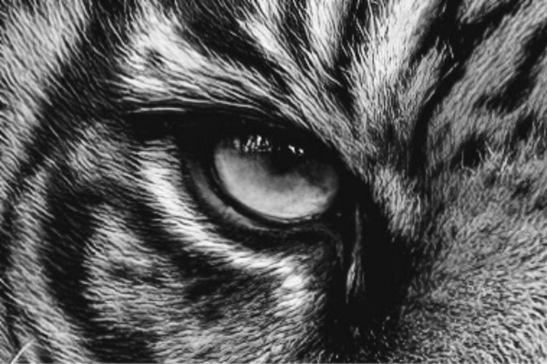 tiger eye reference photograph
