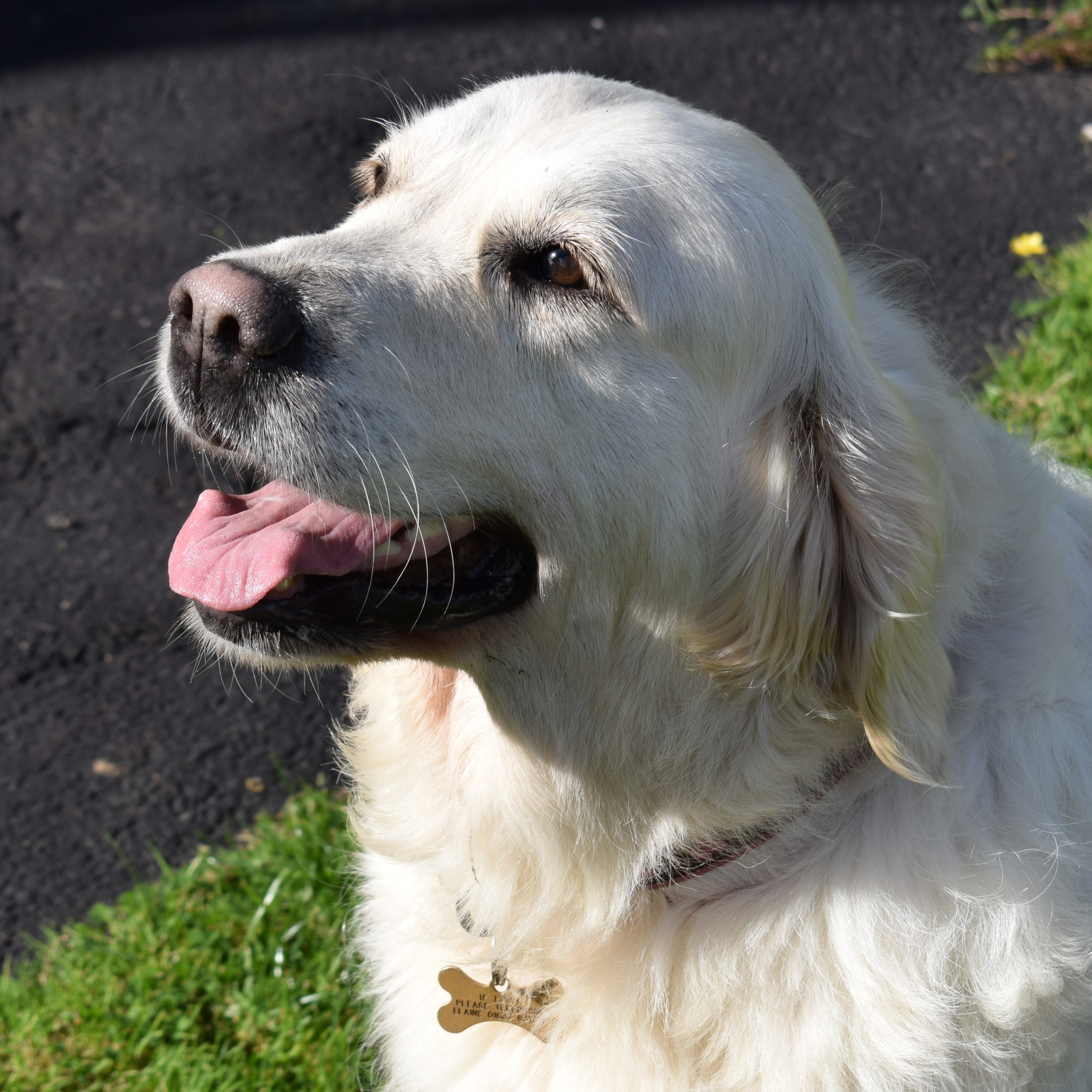 Golden retriever