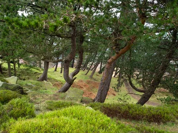 Reference photograph