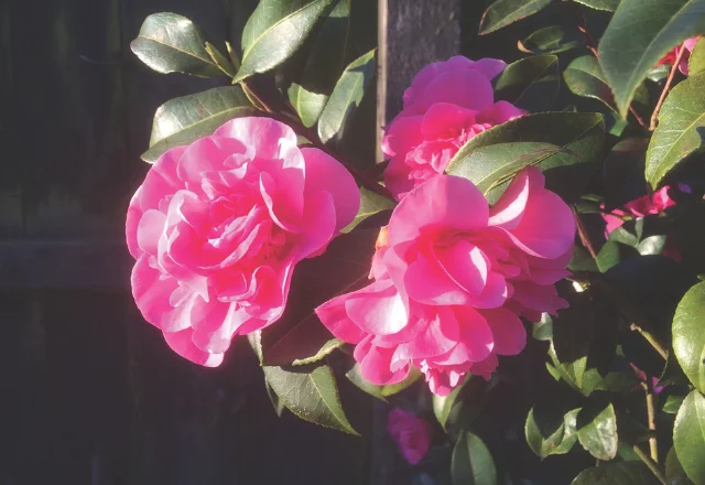 Bloom II