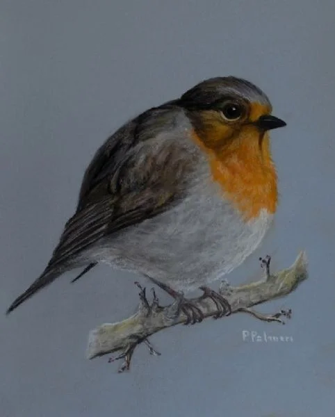 Robin Robin
