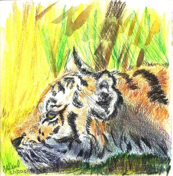 Head of Tiger Head of Tiger
