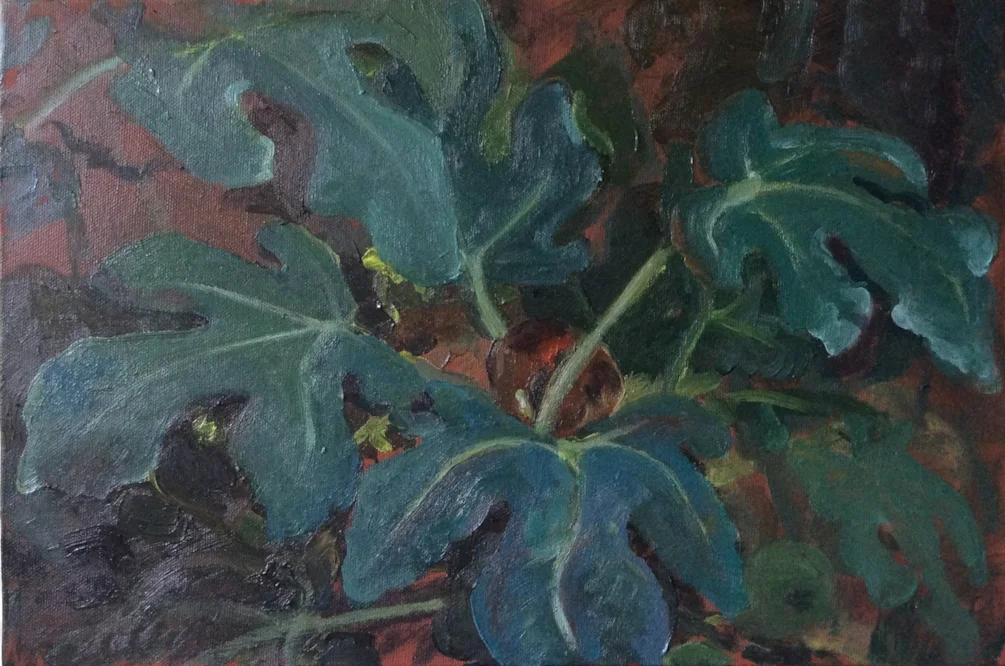 Fig fruit Fig fruit