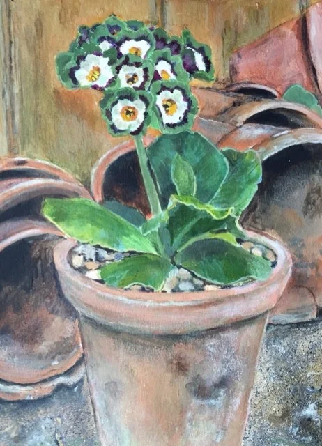 Green auriculas Green auriculas