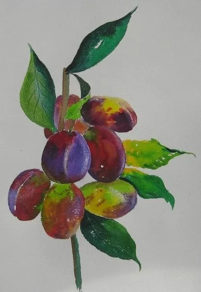 Plump Plums Plump Plums