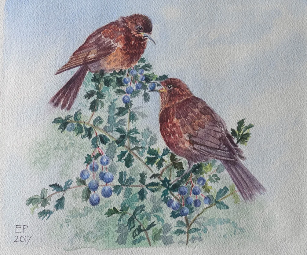 Baby blackbirds on the berberis 9" x 11" watercolour Baby blackbirds on the berberis 9" x 11" watercolour
