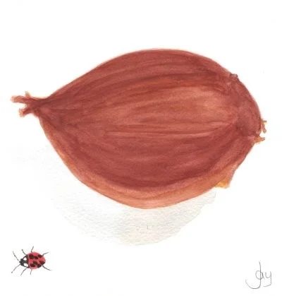 The Onion The Onion