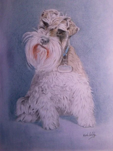 Miniature Schnauzer Miniature Schnauzer