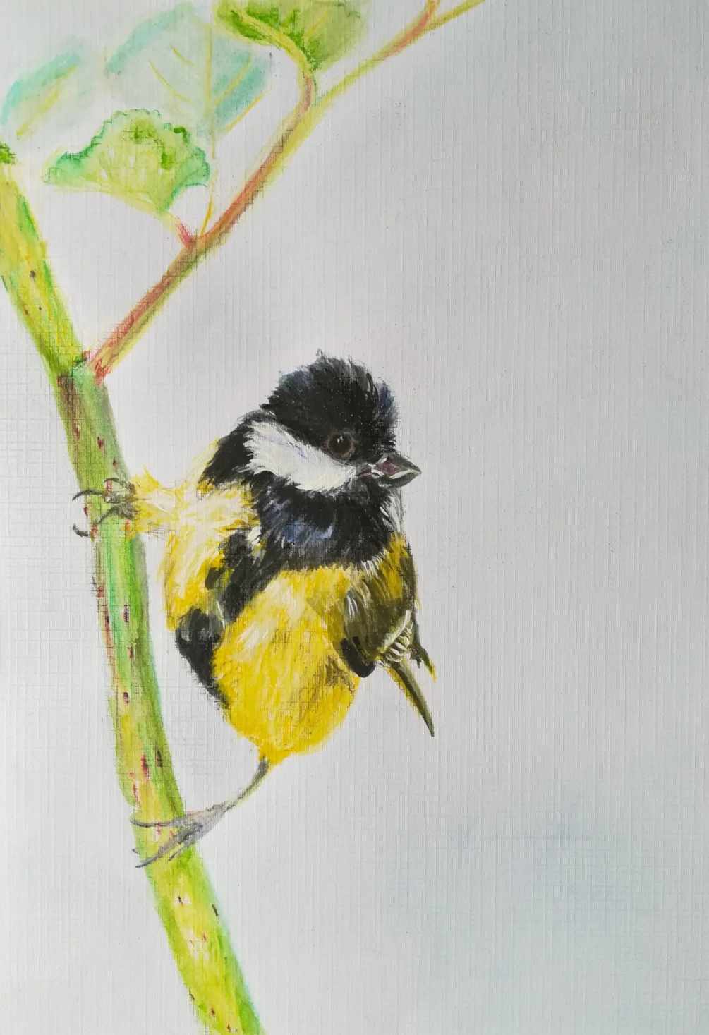 Great Tit Great Tit
