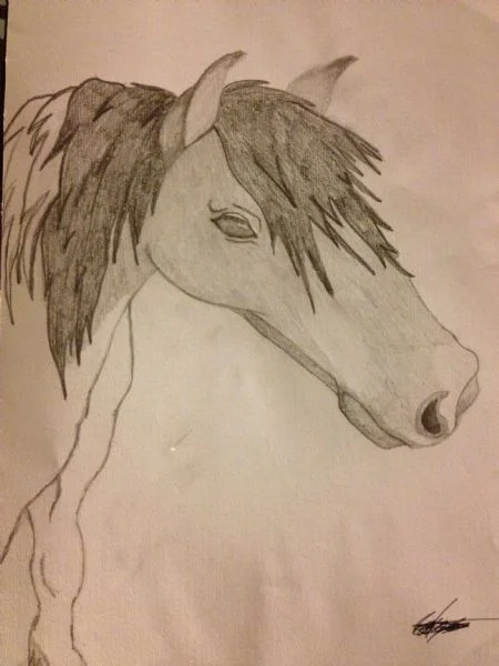 Minature Horse Minature Horse