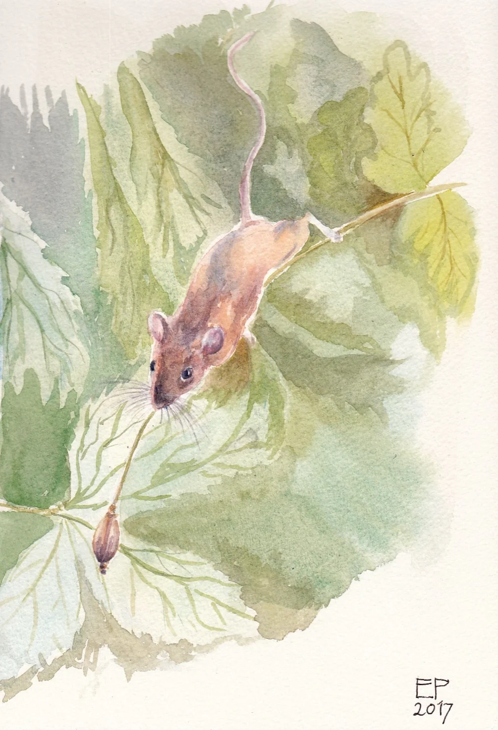 Mouse pursuing poppy seed Mouse pursuing poppy seed