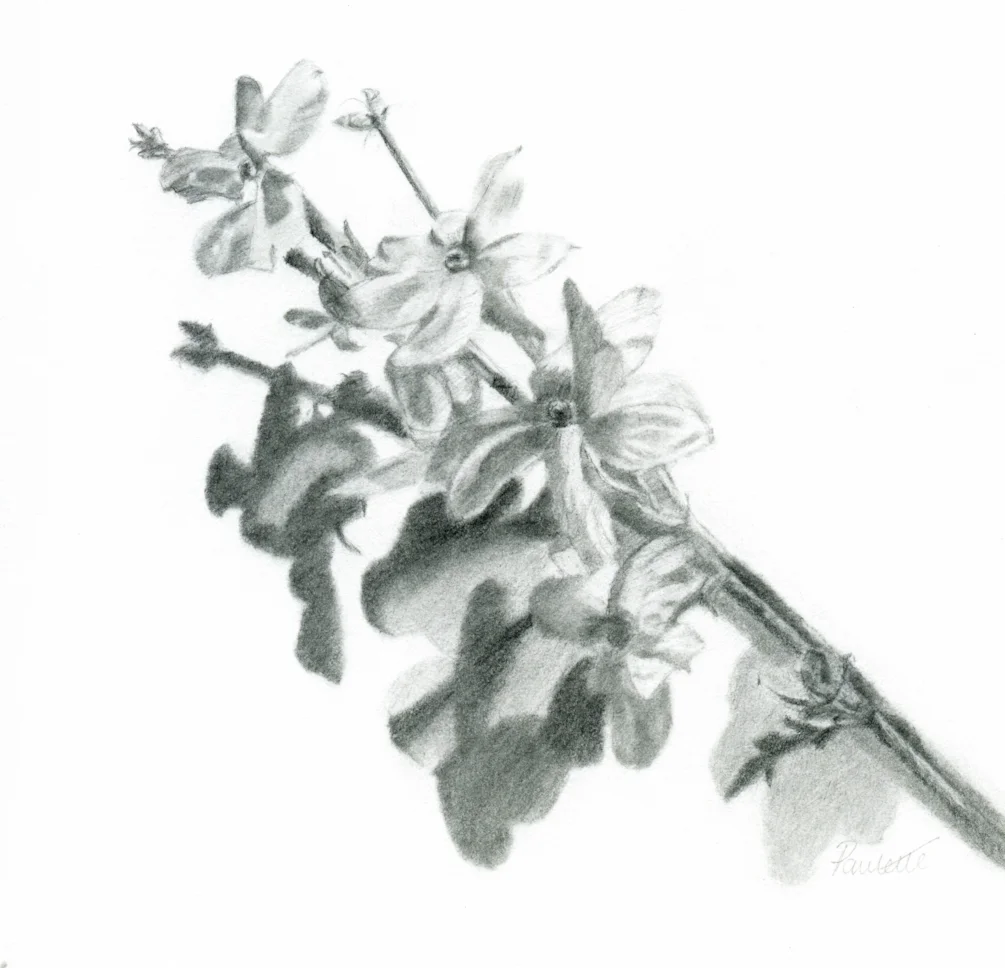Winter Jasmine Winter Jasmine
