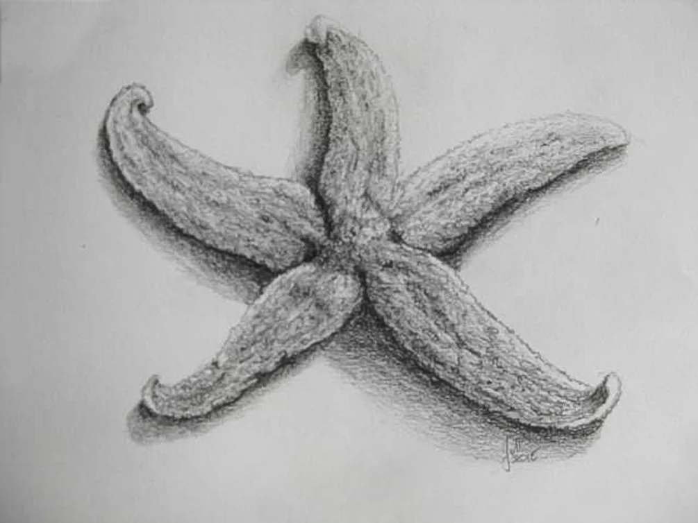 Starfish Starfish